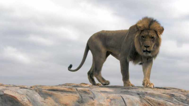 Yikes! Lion share