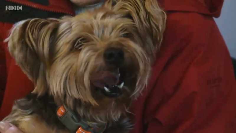 Yorkshire terrier Mackie