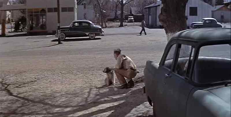 You are a nice dog, little Pard