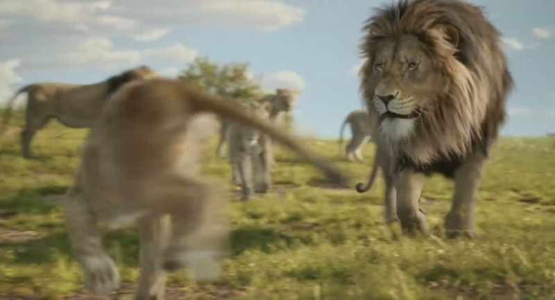 You better start running, little Mufasa