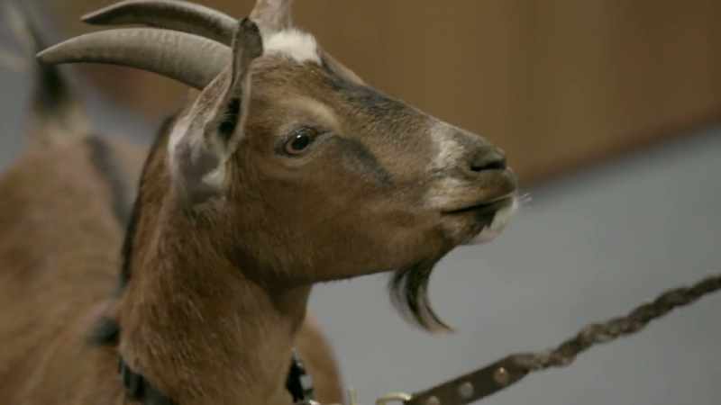 You can feel my eyes coming into your goat heart