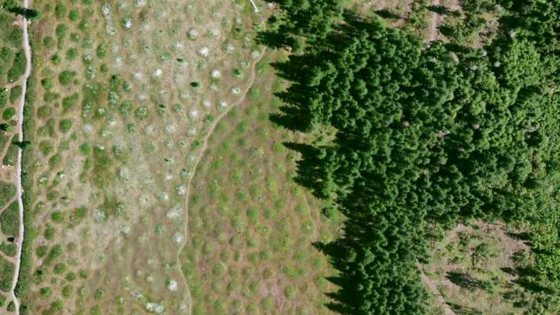You can see all these little mounds