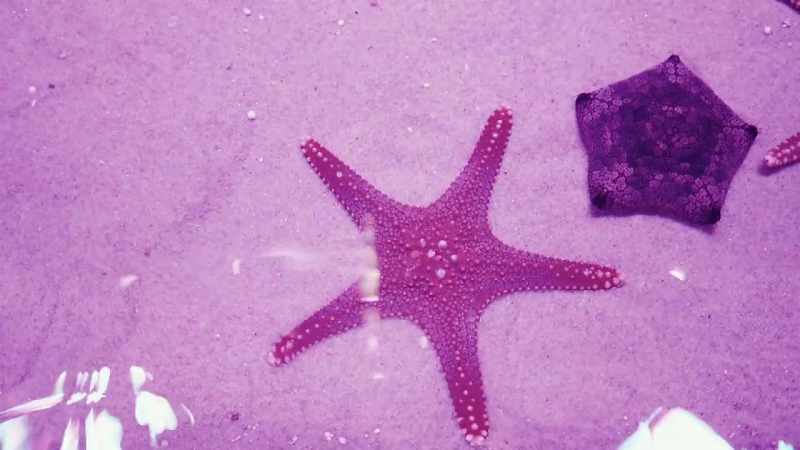 You can touch the sea creatures gently