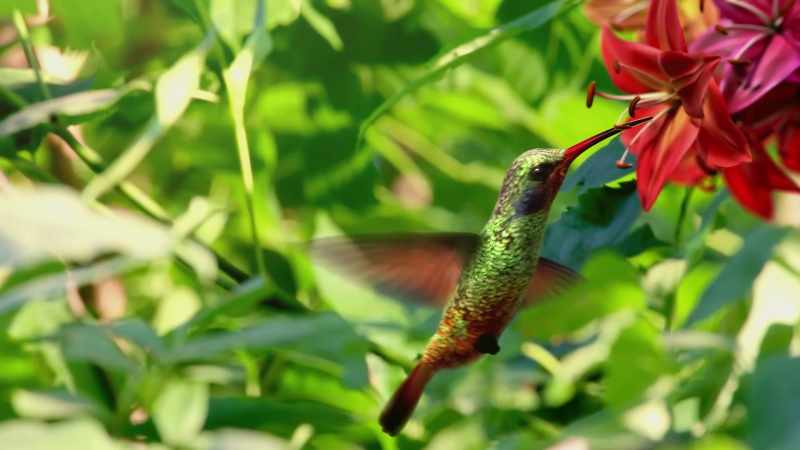 You can't feed earthworms nectar