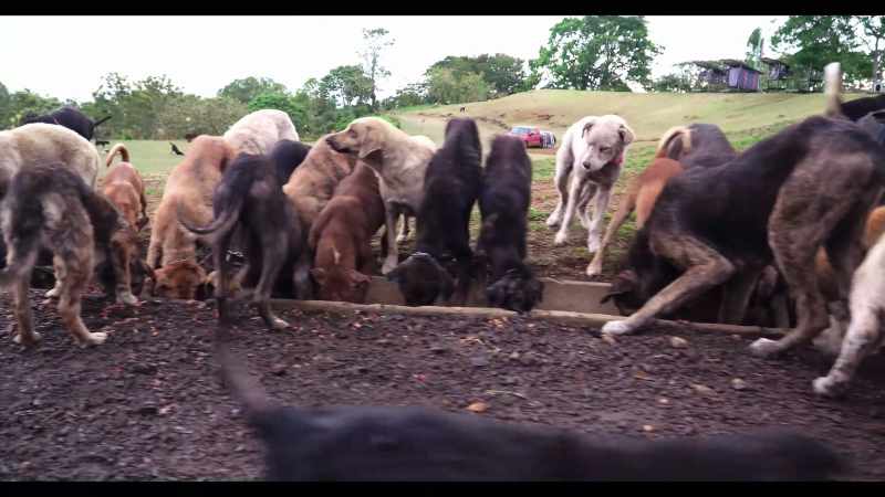 You can't really have a thousand or more dogs