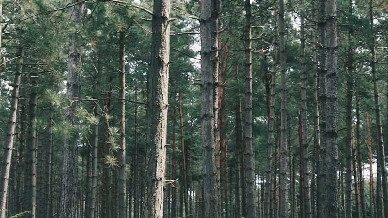 You can't see anything through the thick Rendlesham trees
