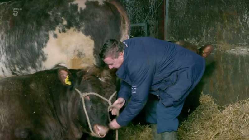 You couldn't do that with many bulls, could you? No, you couldn't