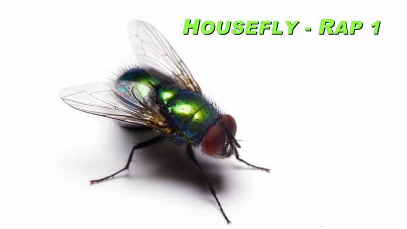 �� You eat plant pollen While I eat pumpkin pie ♪