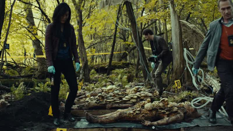 You find any shiitakes?