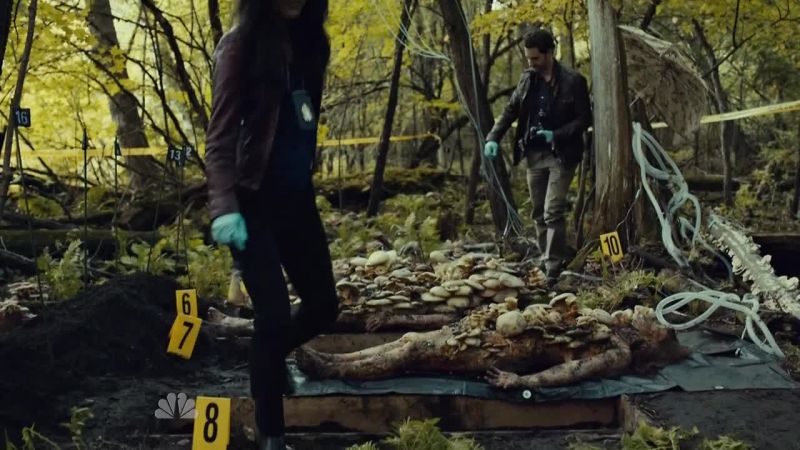 You find any shitakes?