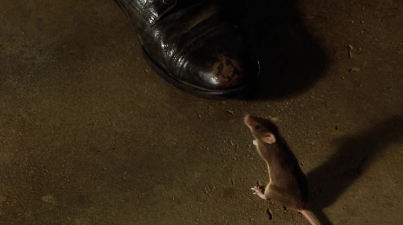 You gonna be a circus mouse after all