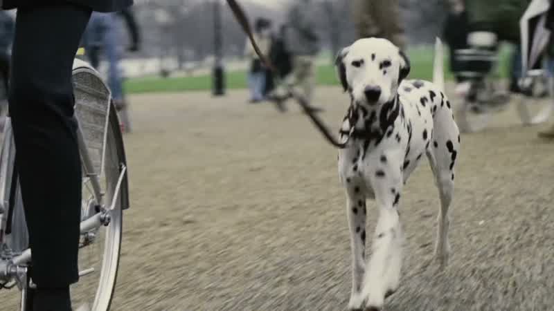 You have it all wrong, Pongo