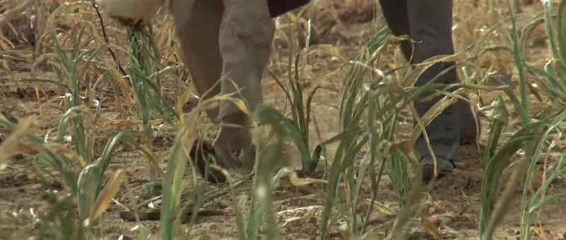 You just don't know how to grow corn, Paco