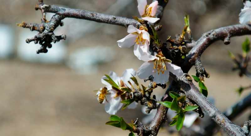 You know, almonds in California