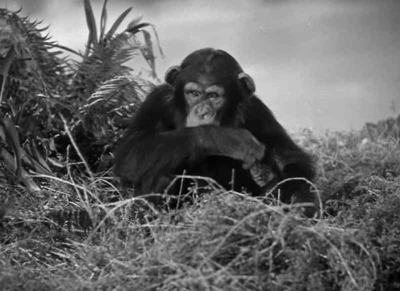 You know, Cheeta, sometimes I can't understand Tarzan
