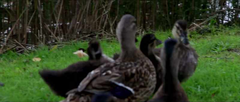You know? - ( ducks quacking )