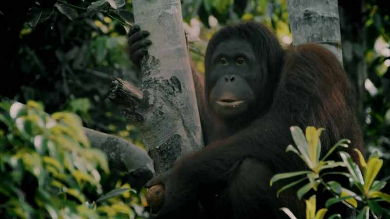 YOU KNOW, I'VE SEEN ORANGUTANS BEFORE