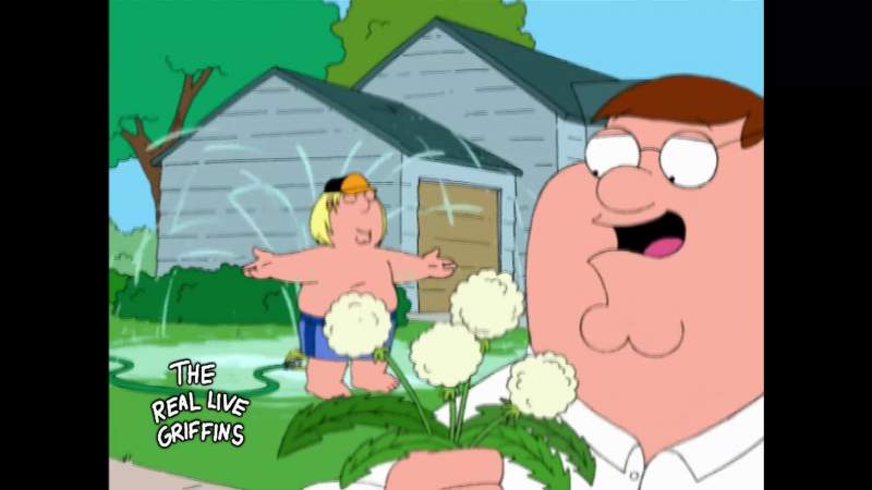 You know some people think that dandelions are weeds