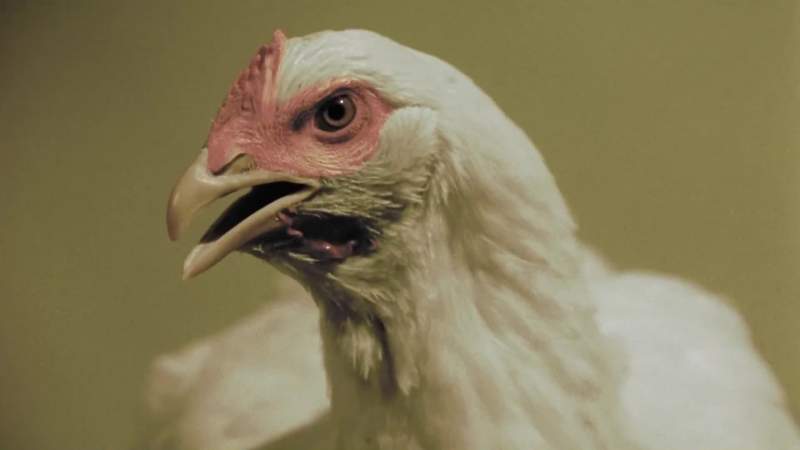 You know the chickens are always ready to help you any way we can