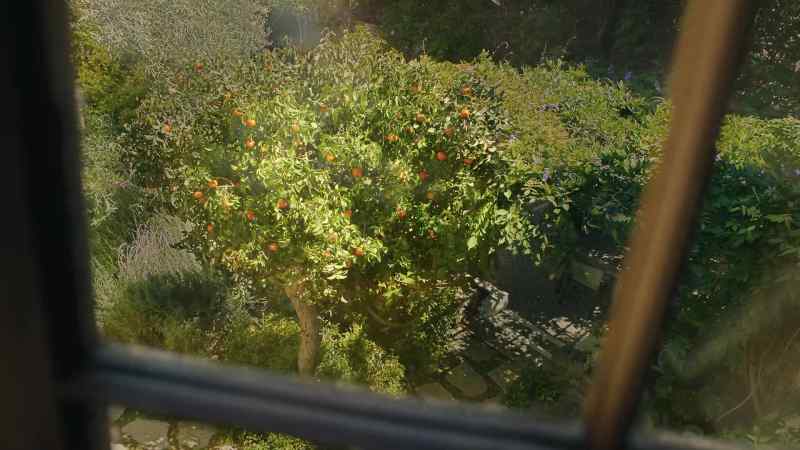 You know, and the mandarin tree that the kids and I planted