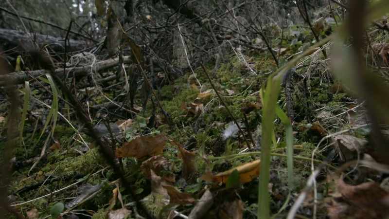 You know, their camouflage works great for other predators