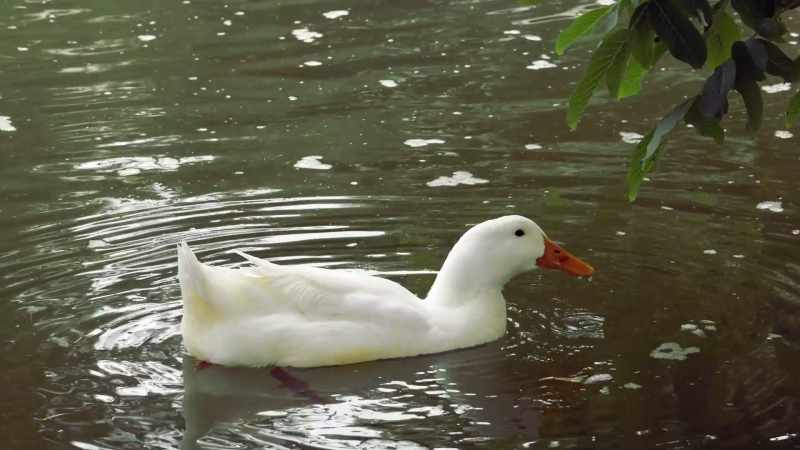 You know, there's an urban legend that a duck's quack doesn't echo