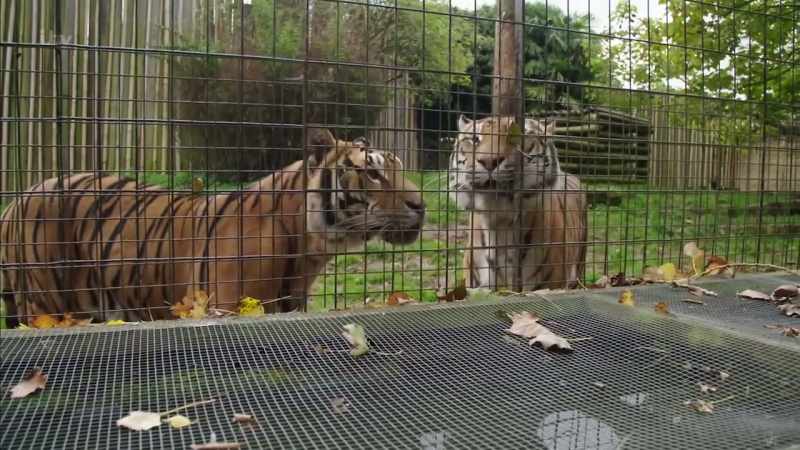 You know, these are multi-generation bred tigers