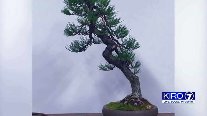 You may see branches, but the man who grew this