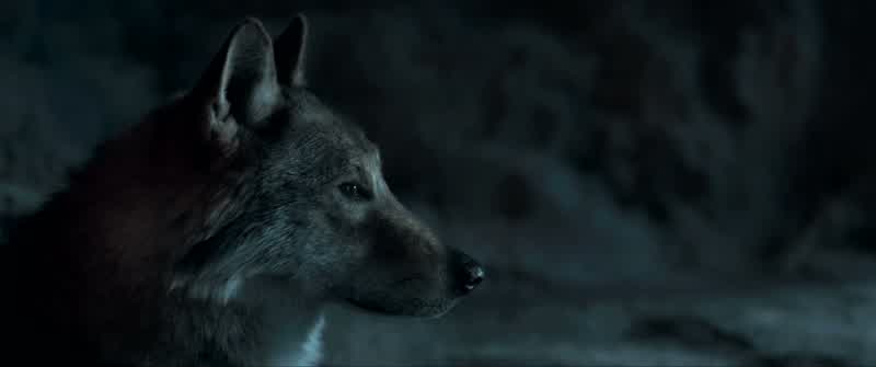You miss them, your pack