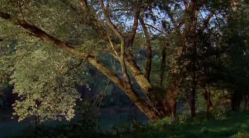 You notice the leaves