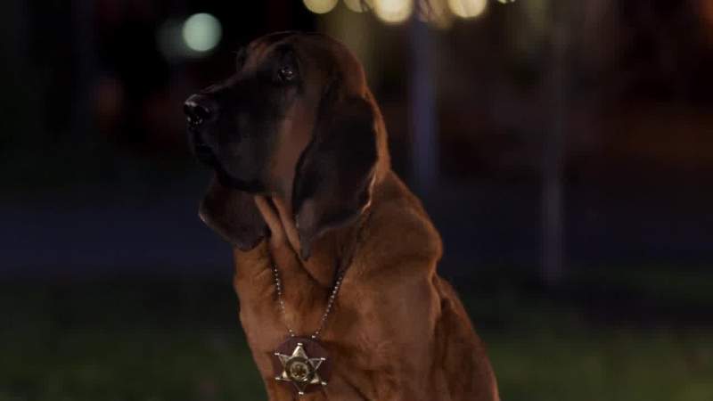 You pups wanna sing along