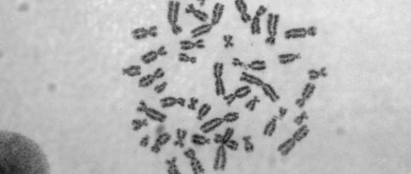 You see, I like to say that the genome is four-dimensional