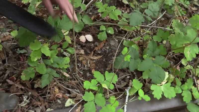 You see it's pressed down and it pressed all the leaves
