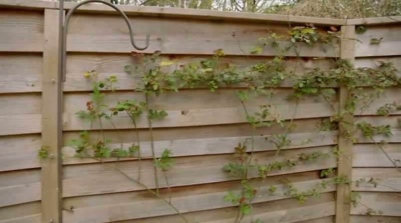 You see the vine on the fence? - [Eric] Yeah