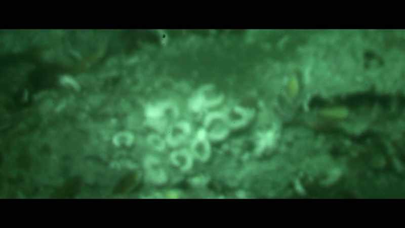 You see the yeti crabs eat the bacteria