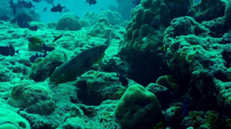 You see them active on the reef