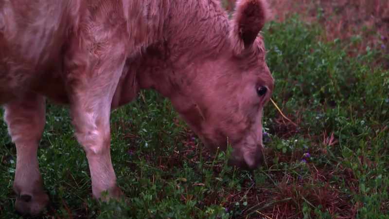 You slaughter her, and now people can eat