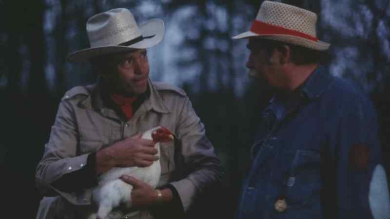 You want this chicken, Frank?