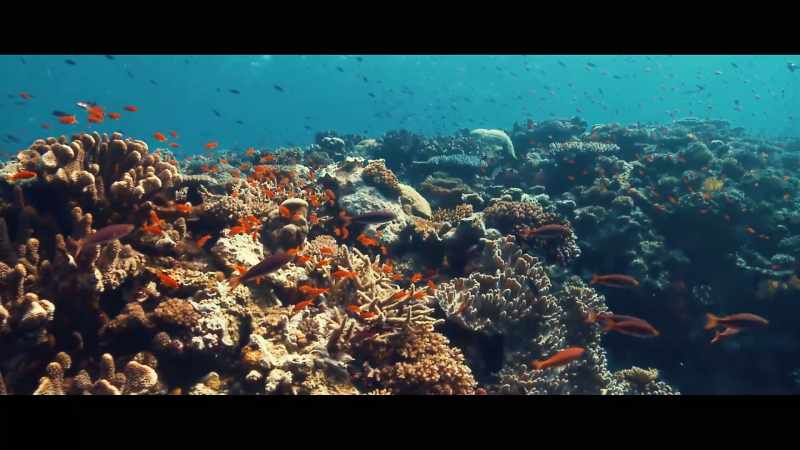 You would see the reefs coming back