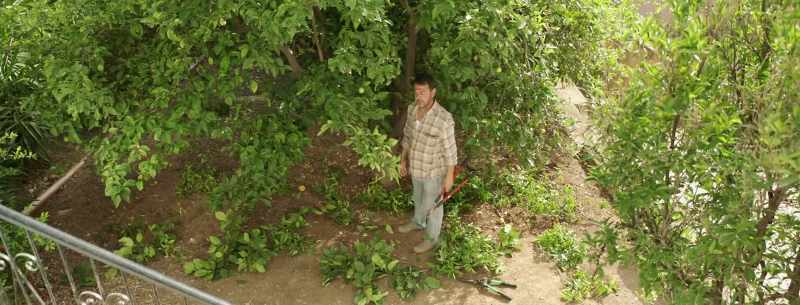 You'll see, after I do it, the lemons will be this big