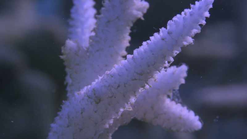 You'll see these fuzzy microalgae