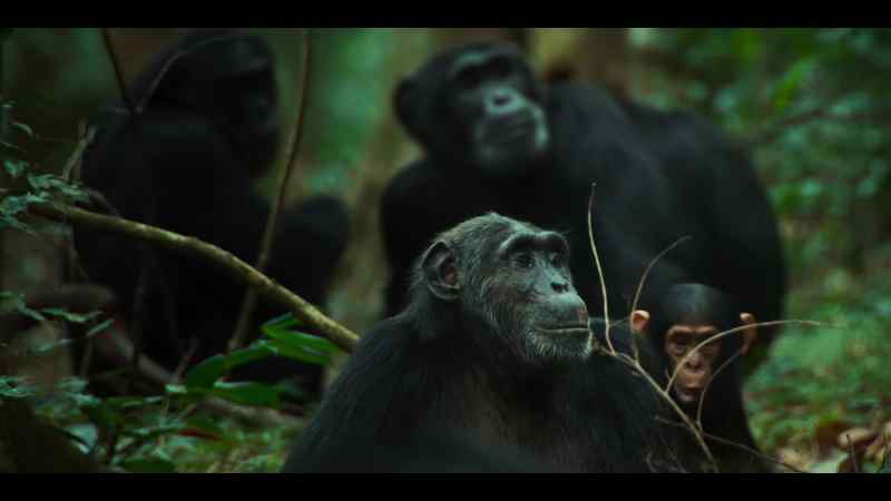 Young females move between groups