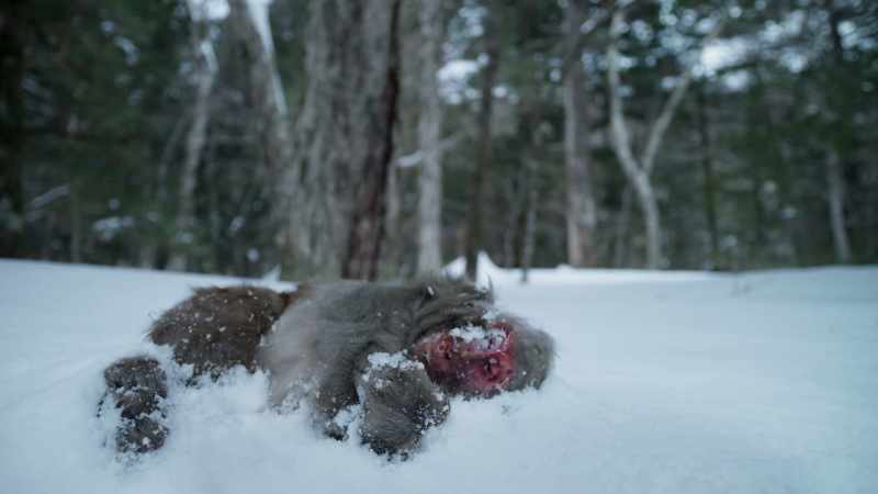 Young male macaques are most likely to die