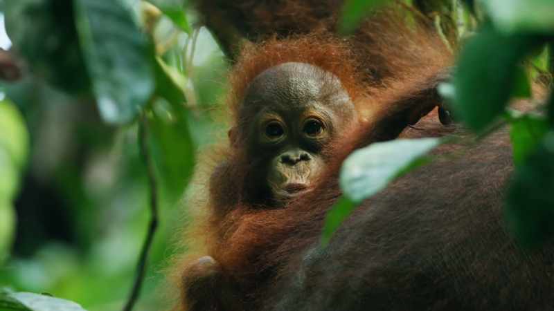 Young orangs stay with their mother for years, learning how to do that