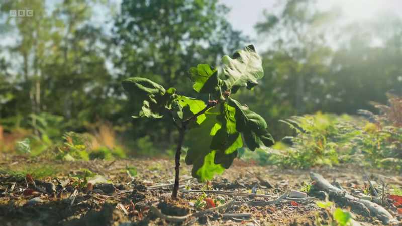 Young trees may struggle