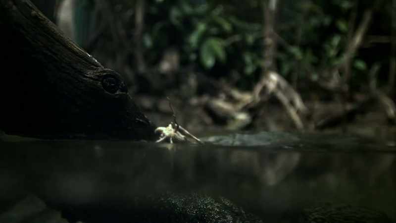Youngsters start with insects and small fish