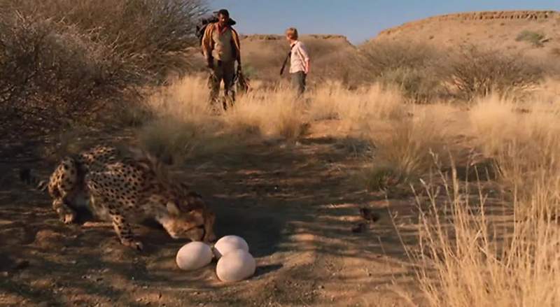 Your cheetah is a great hunter