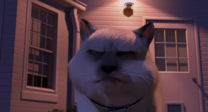 You're a cat