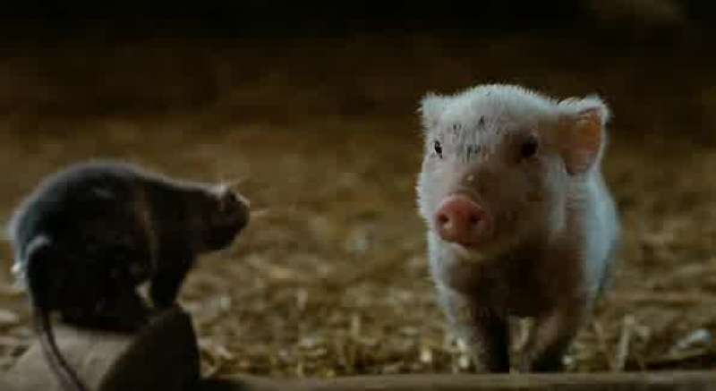 You're a pig
