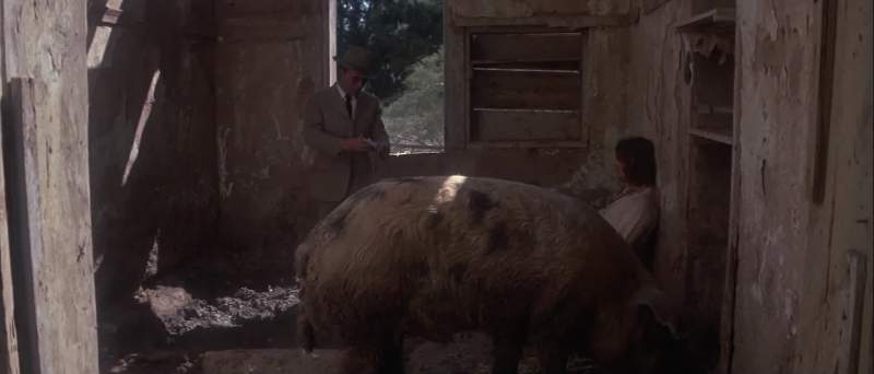 You're standing in pigshit